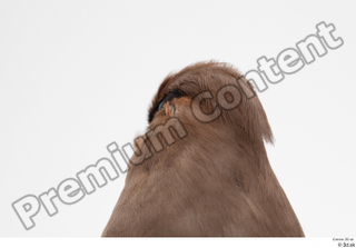 Bohemian waxwing Bombycilla garrulus head 0007.jpg